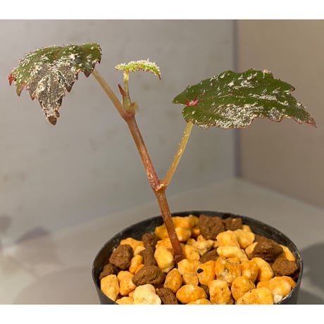 Begonia sp. from North Toraja [S0919-02] 伊藤蟻植物農園