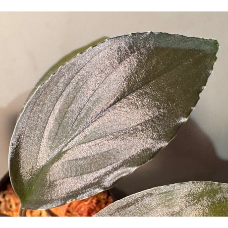 Homalomena sp. "Black Sapphire" from Kepulauan riau