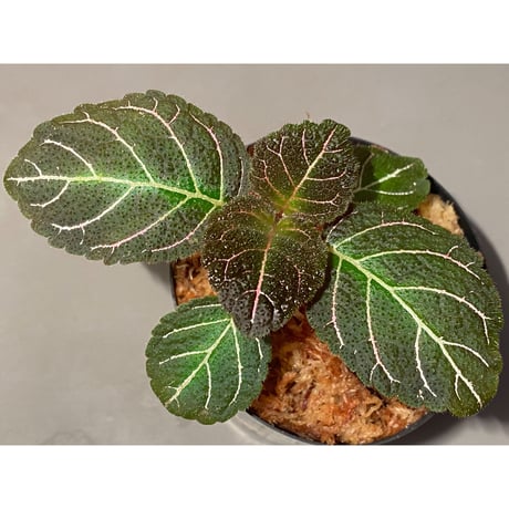 Pearcea hypocyrtiflora from Rio Napo Ecuador [tanakay] 赤葉脈