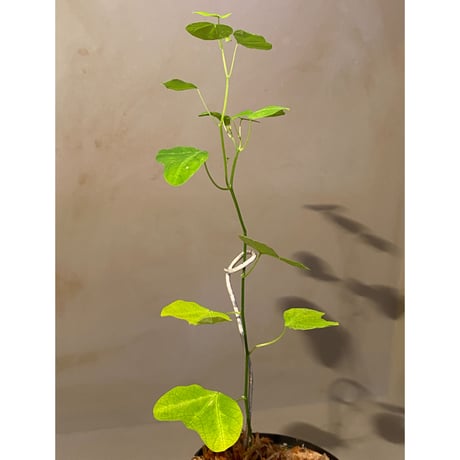 Passiflora apetala from Costa Rica