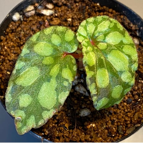 Begonia chlorosticta (Green) from Borneo Sarawak