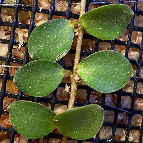 Medinilla sedifolia