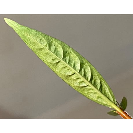 Labisia sp. from "Lebong" Bengkulu [TB]