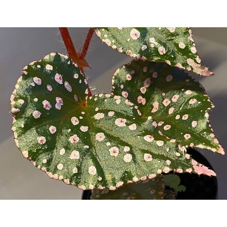 Begonia sp. from Muara Wahau [TB]
