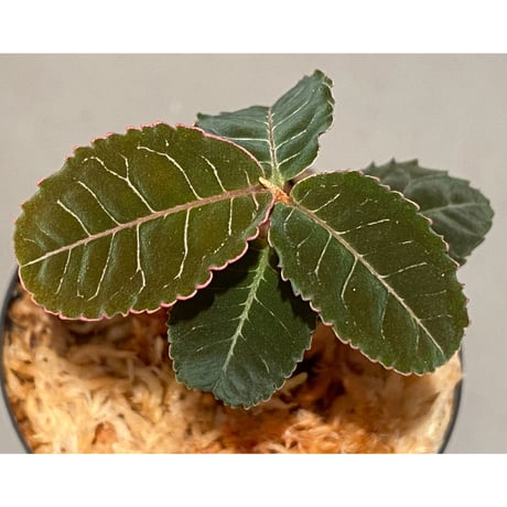 Labisia sp. from Riau Sumatera