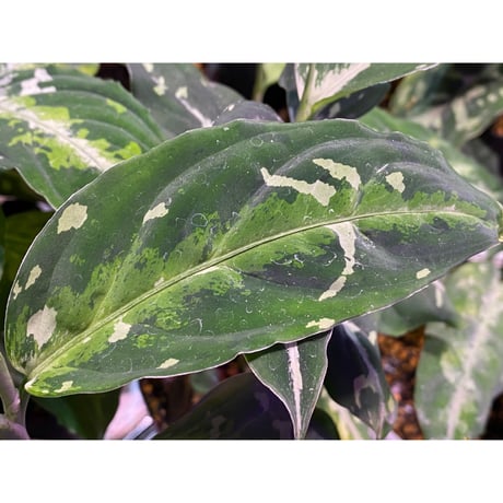 Aglaonema pictum GW1410 from Padang sidempuan [TB]