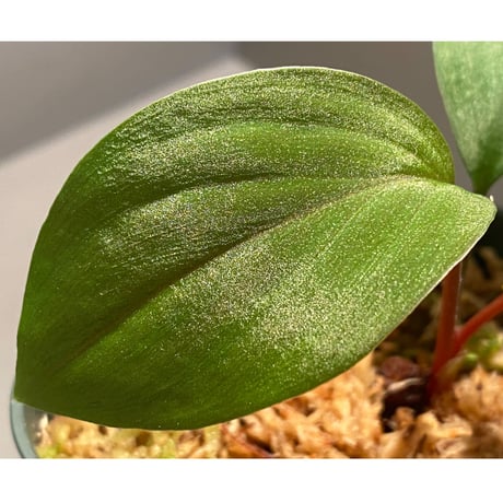Homalomena sp. from West Kalimantan