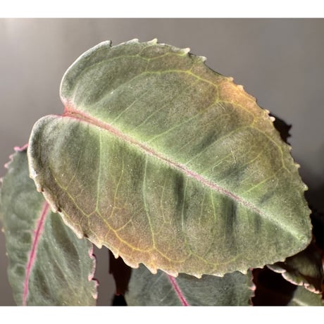 Labisia sp. from Malaysia [KN]