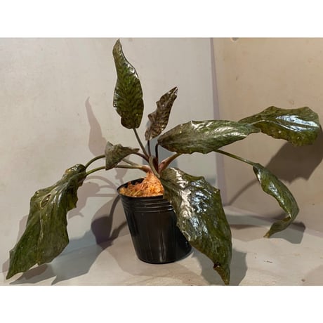 Cryptocoryne nurii "Lga-9" Pulau Lingga [HW0622-14]