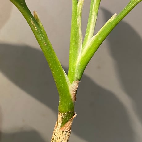 Aglaonema pictum GW1603 "五月雨" Padang sidempuan [TB]