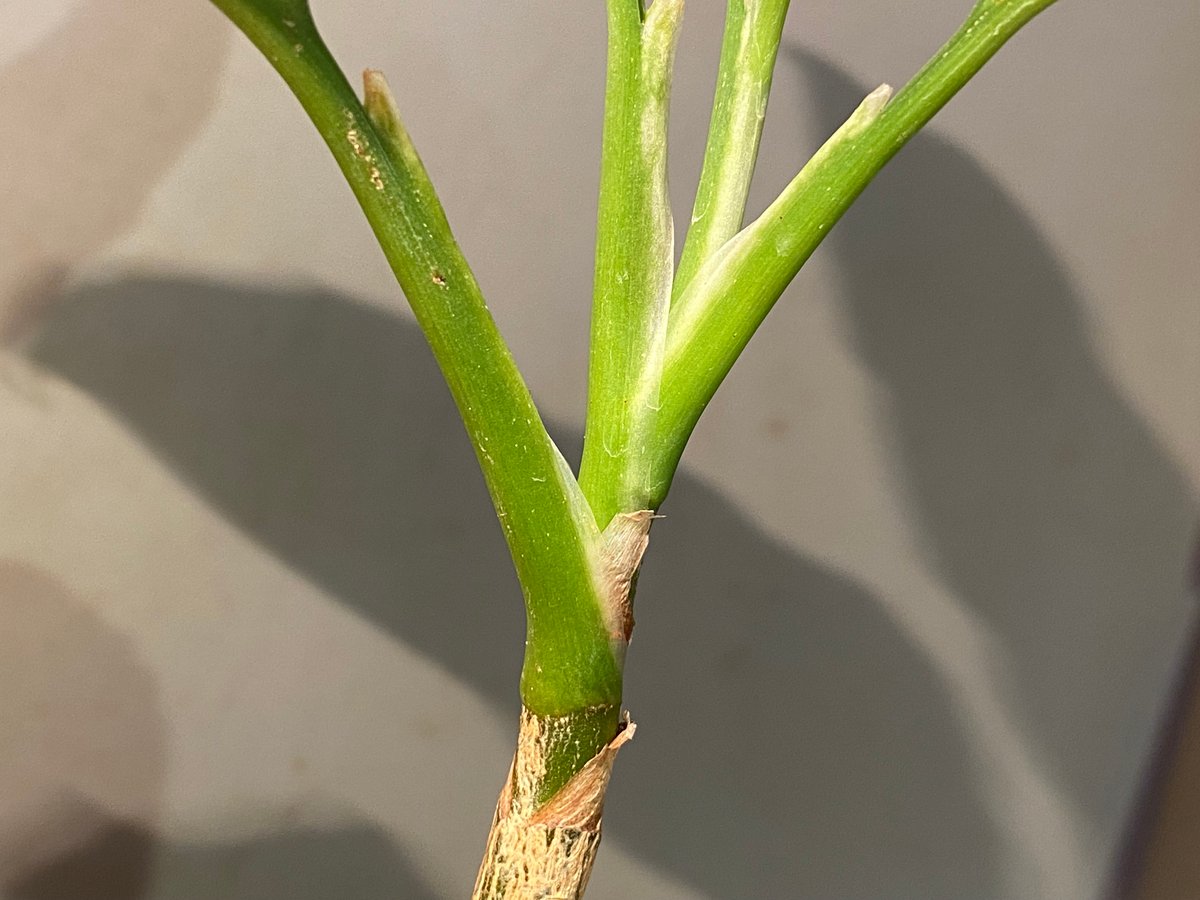 Aglaonema pictum GW1603 