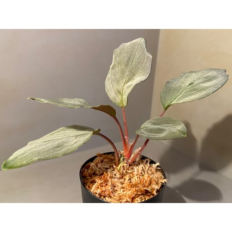 Homalomena sp. "Pink Velvet" from Kepulauan Riau [KN]