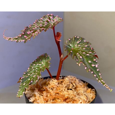 Begonia gracilicyma from Sumatra Barat [TB]