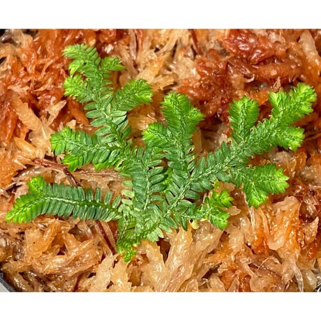 Selaginella biformis [STRINGE PLANTS]