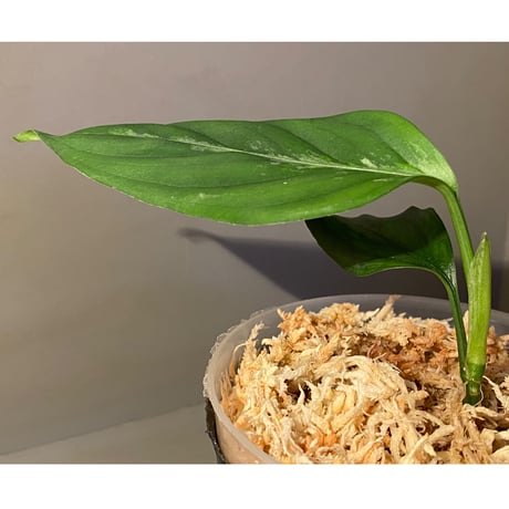 Aglaonema pictum "しるば〜らいん" from Aceh sumatera [LA0918-04j]