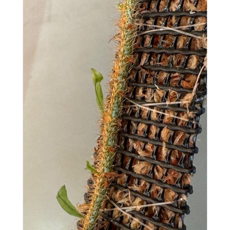 Microgramma lycopodioides from Guatemara 伊藤蟻植物農園