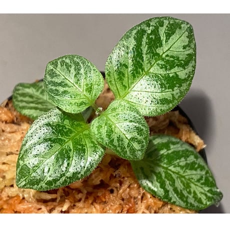 Gymnostachyum sp. "type B" from Aceh Selatan [HW0816-03]