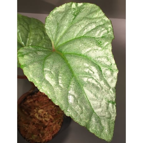 Begonia sp . from Ha Noi [TK140617]
