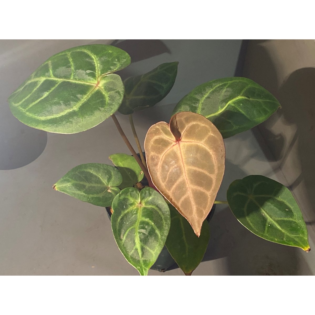 Anthurium Magnificum x Ace of spades | M・R・G・R Anthurium Magnificum x Ace of spades | M・R・G・R