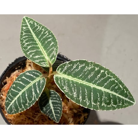 Ardisia sp. from Raub Pahang