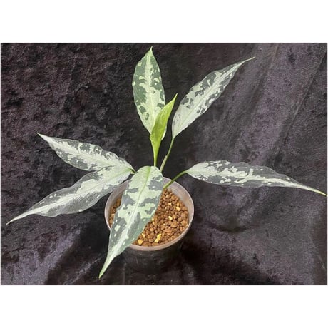 Aglaonema pictum A "しるば〜らいん" from Aceh sumatera [LA1218-01b]