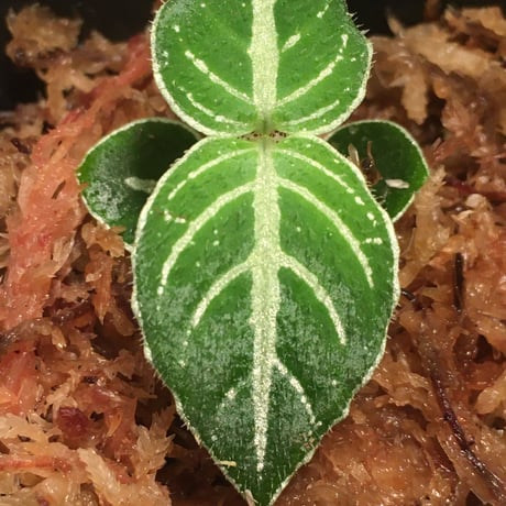 Argostemma bifolium from Bukit Larut [TK130717]