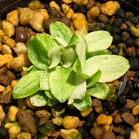 Schismatoglottis sp. "初霜錦" from Murung raya [LA0515-05]