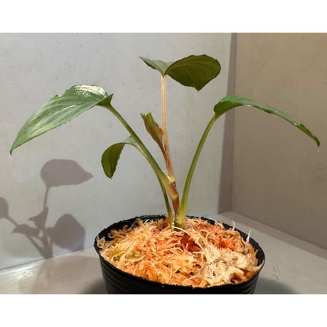 Homalomena sp. "Ultron Prime" from Riau Sumatera