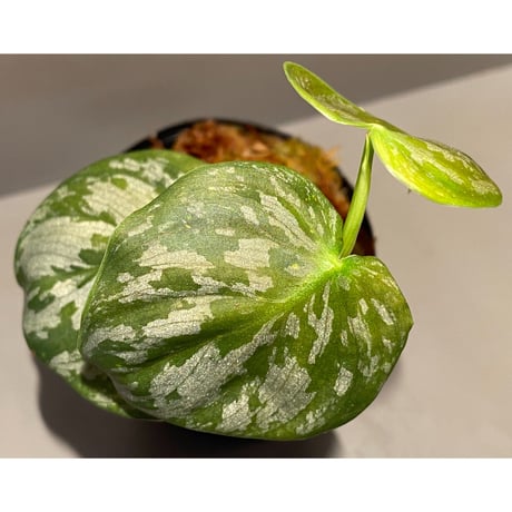 Philodendron sp. from Colombia [tanakay]