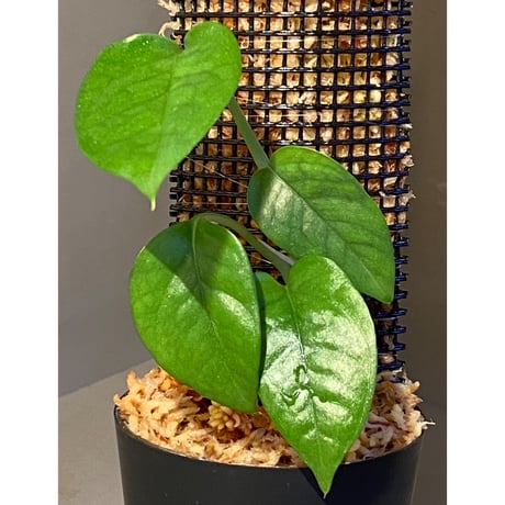 Philodendron sp. from Venezuela [tanakay]