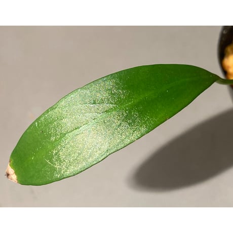 Anubias afzelii Eastern Province Sierra Leone