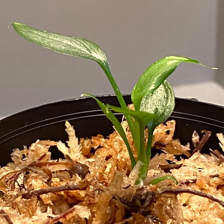 Homalomena sp. White leaf from "Pendang" Kal tengah [TB]
