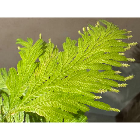 Selaginella sp. from Bogor West Java
