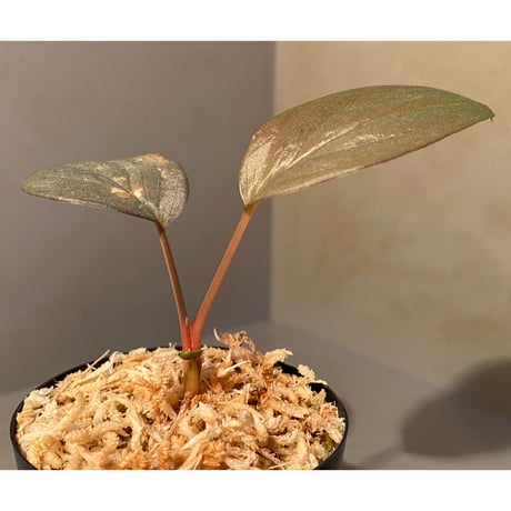 Homalomena sp. "Silver Bullet" from Pulau Lingga [AZ0917-1]
