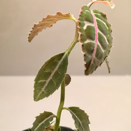 Labisia sp. from Riau  Sumatera