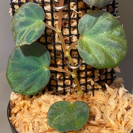 Begonia sp. from Sarawak ②