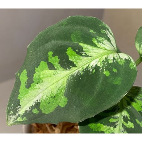 Aglaonema pictum GW1410 from Padang sidempuan [TB]