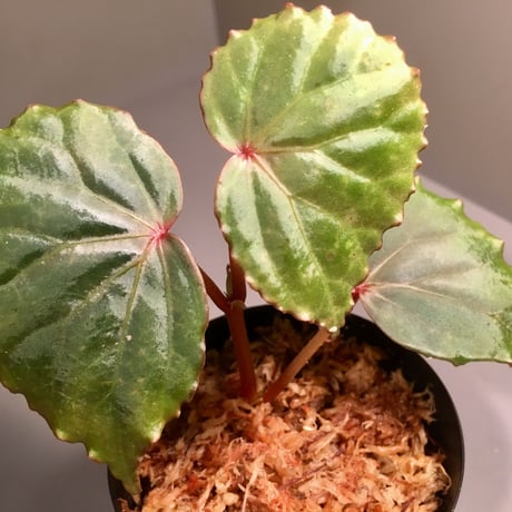 Begonia sp. from Tatau [RIO]