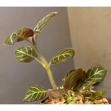 Pearcea hypocyrtiflora from Rio Napo Ecuador [tanakay] 白葉脈
