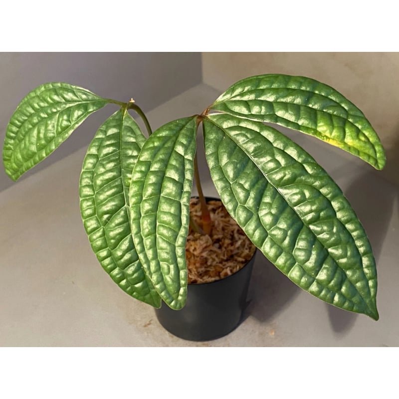 Anthurium arisaemoides |