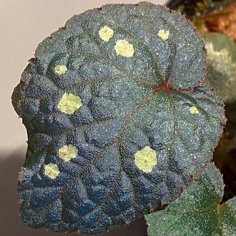 Begonia sp. from Tuyen Quang [YH1117] TK