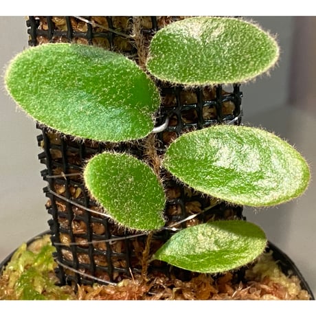 Pyrrosia nummularifolia from Santa Fe Luzon Philippines [KSB]