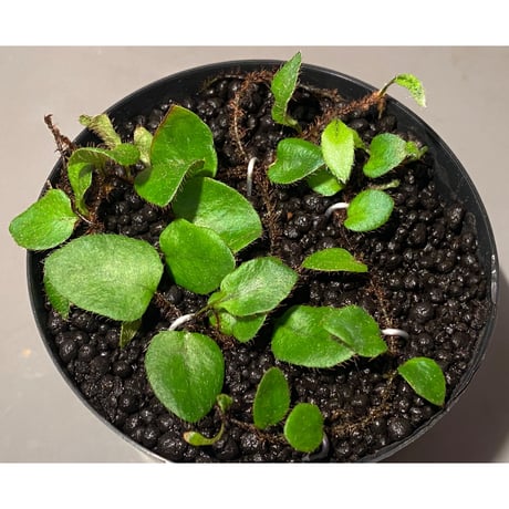 Microgramma tecta 伊藤蟻植物農園