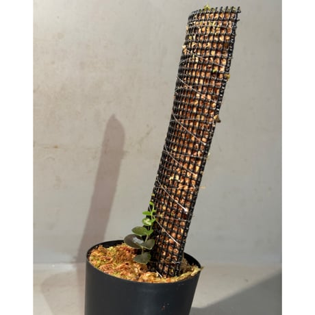 Marcgravia sp. "Azreal"
