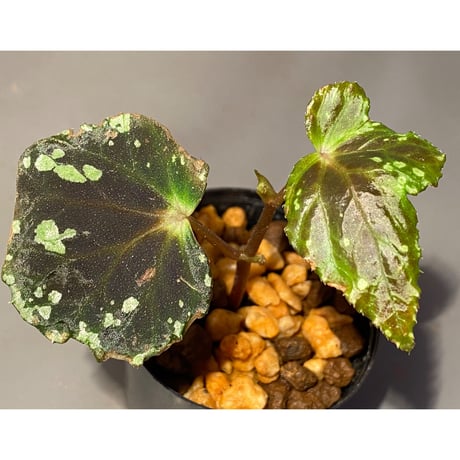 Begonia sp. from North Toraja [S0919-06] 伊藤蟻植物農園