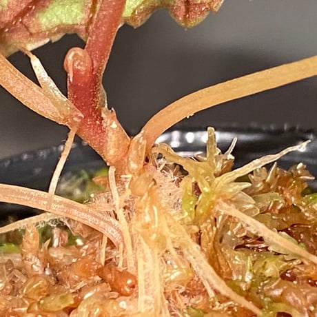 Begonia handelii var. prostrata from Viet Nam