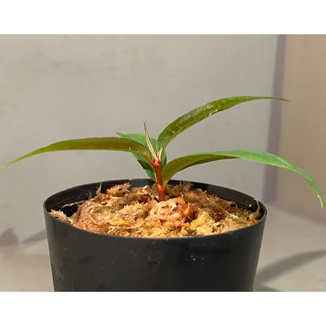 Labisia sp. from "Lebong" Bengkulu [TB]