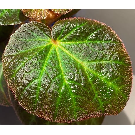 Begonia sp. from Manaus
