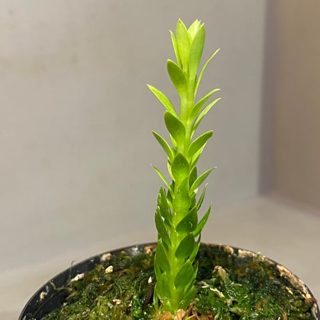 Phlegmariurus phlegmarioides Aimas, Sorong, West Papua 伊藤蟻植物農園