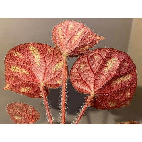 Begonia sp. from Cao Bang [YH251019] TK